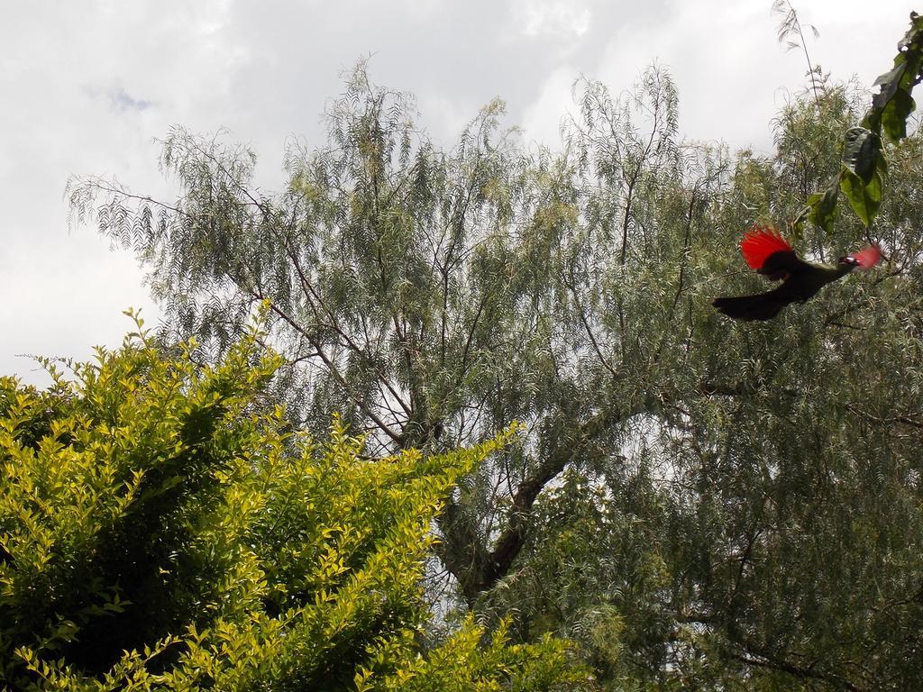 Songota Falls Lodge Arusha Camera foto